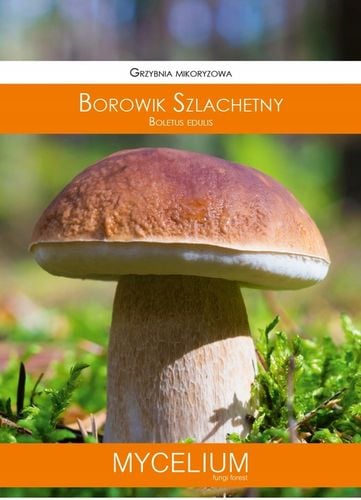 BOROWIK SZLACHETNY grzybnia mikoryzowa na Arena.pl