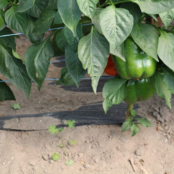 BioCover Materiał do Ściółkowania 1x20m | Ekologiczny i Biodegradowalny zdjęcie 10