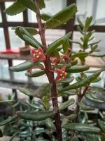 Paksistima canbyego zimozielona krzewinka okrywowa