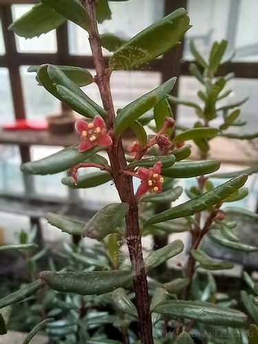 Paksistima canbyego zimozielona krzewinka okrywowa na Arena.pl