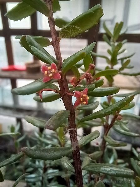 Paksistima canbyego zimozielona krzewinka okrywowa zdjęcie 1