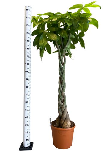 PACHIRA WODNA 180 cm na Arena.pl