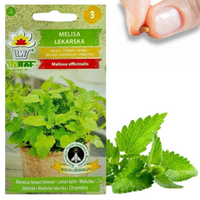 MELISA LEKARSKA NASIONA DO SADZENIA MELISY ZIÓŁ ZDROWE LECZNICZE ROŚLI