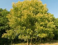 TOPOLA OSIKA Populus tremula NASIONA 500000 sztuk - 10g.