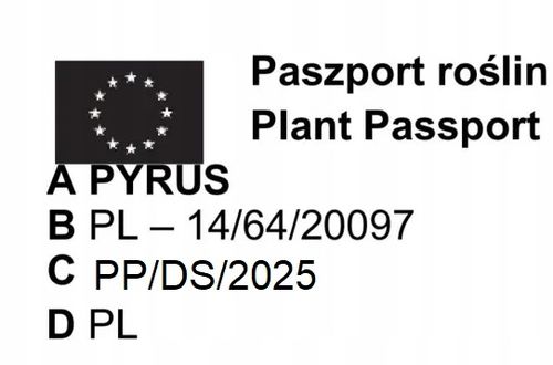 JABŁOŃ GRUSZA CZEREŚNIA WIŚNIA BRZOSKWINIA MORELA KOLUMNOWE PAKIET 6 na Arena.pl