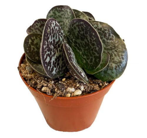 Adromischus Maculatus 12cm na Arena.pl