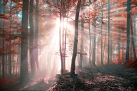 Fototapeta Las Barwy Jesieni PEJZAŻ do Salonu 360x240