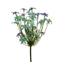 Agapantus pojedynczy niebiesko fioletowy