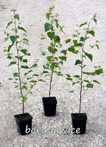 Brzoza brodawkowata (Betula) w  doniczkach P11, 60-80 cm na Arena.pl