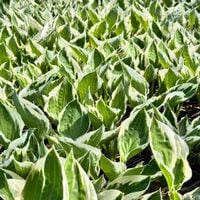 Funkia Hosta 'Patriot' W DONICZCE, BIAŁO ZIELONE LIŚCIE Dekoracyjna