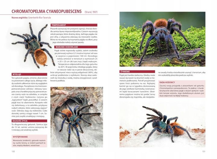Atlas Pająków Książka O Pająkach Hodowlanych Encyklopiedia P. Malgrab SBM zdjęcie 4