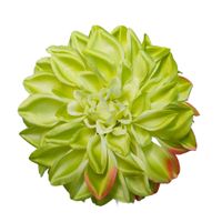 Dalia wyrobowa green/pink