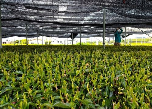 Zestaw Do Herbaty Matcha Japoński Bio 100g z Miotełką Chasen Bambusową na Arena.pl