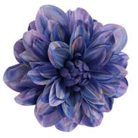 Dalia wyr. tt blue 12 szt