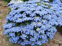 HORTENSJA OGRODOWA NIKKO BLUE NIEBIESKA SADZONKA 40 CM ODPORNA NA MRÓZ