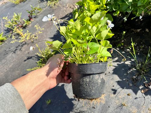 Fiołek Motylkowy 'Priceana' (Viola sororia) Doniczka 1.0L na Arena.pl