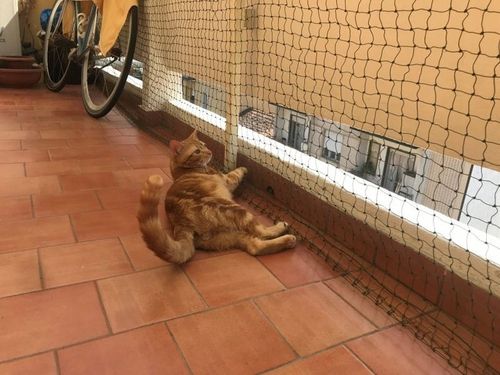 Siatka wzmacniana drucikiem na balkon dla kota 2x2 m na Arena.pl