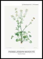Plakat 50x70cm Design Scurvy-Grass, Redoute Vintage do Salonu
