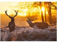 100 70CM OBRAZ PŁÓTNO JELENIE PŁÓTNO RAMA