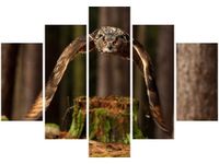 105CM 150CM OBRAZ 5 ELEM SOWA DRUK