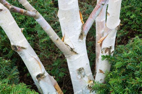 Brzoza pożyteczna 'Doorenbos' Biała kora 40-60cm (Betula utilis) P13 na Arena.pl