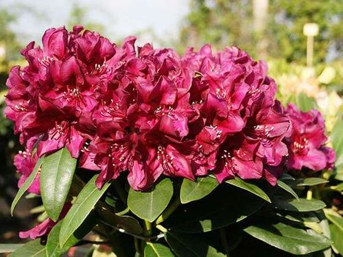 Różanecznik Polarnacht C3 E na Arena.pl