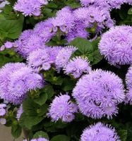 NASIONA Żeniszek Meksykański Tetra Blue Mink FIOLETOWY 0,25 g Kwiaty 410039