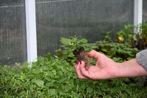 Kłosowiec Kudos Mandarin - Agastache hybrida na Arena.pl