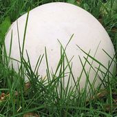 Grzybnia Purchawicy olbrzymiej do ogrodu 750ml