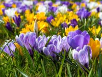 FOTOTAPETA KWIATKI POLNE ŁĄKA WIDOK 3D NATURA