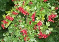 GŁÓG JEDNOSZYJKOWY Crataegus monogyna - NASIONA 100 sztuk - 10g.