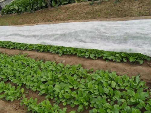 Agrowłóknina BIAŁA 1,6x50m ZIMOWA-WIOSENNA otulina 17g okryciowa na Arena.pl