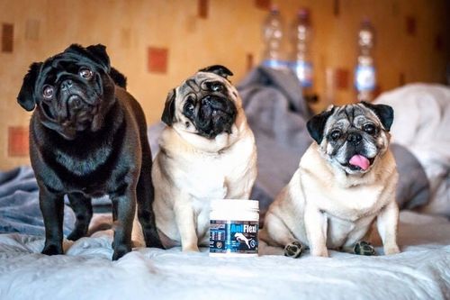 Game Dog AniFlexi HA 150 tab. na Arena.pl