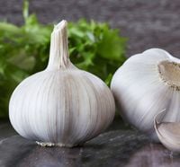 CZOSNEK ZIMOWY ORNAK 500G DO SADZENIA I JEDZENIA OSTRY GŁÓWKI