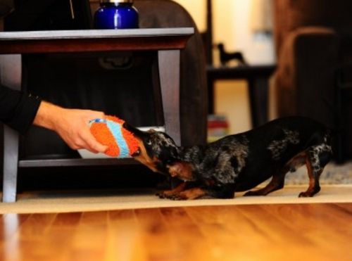 Chuckit! Indoor Ball [213201] na Arena.pl