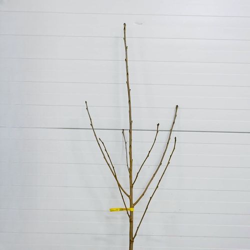 DRZEWKA OWOCOWE CZEREŚNIA TAMARA NAJWIĘKSZE SŁODKIE OWOCE SADZONKI na Arena.pl