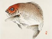Plakat 20x15cm Tai Fish,  Kōno Bairei Japoński Vintage do Salonu