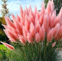 Różowa TRAWA PAMPASOWA sadzonki w donicy P11 Cortaderia - trawa ozdobna