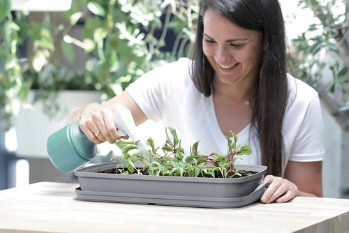 Szklarnia rozsadnik RESPANA table greenhouse 39,1 cm x 25,7 cm x 18,5 cm na Arena.pl