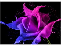 50X70CM RÓŻA FARB JAKUB BANAŚ OBRAZ POKOJU DREWNINE