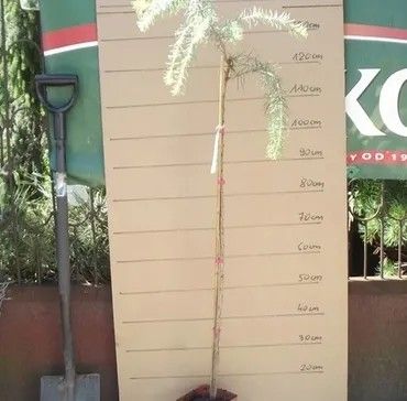 MODRZEW nisko szczepiony na pniu zwisający karłowa - sadzonki 90 / 120 cm na Arena.pl