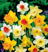 Narcyz Żonkil mix kolorów cebulki - 15 szt. duże cebulki.