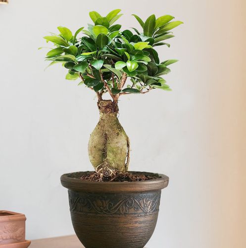 Bonsai Fikus Microcarpa GINSENG 45 cm na Arena.pl
