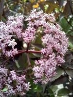 Bez czarny Black Beauty egzotyczny krzew do ogrodu