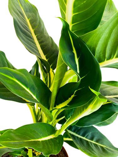 Dieffenbachia Green Magic 50cm na Arena.pl