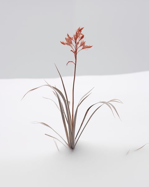 Plakat 40x50cm Subtelność Natury zdjęcie 1