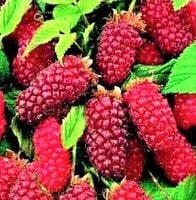 MALINOJEŻYNA bezkolcowa duży owoc - sadzonki 10 / 20 cm