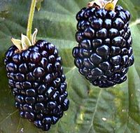 product-compare-61063467