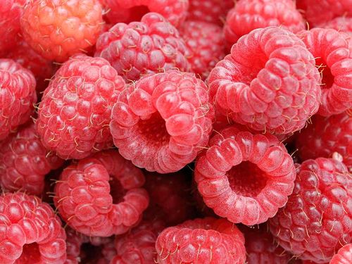 Malina właściwa (Rubus idaeus) Polana C2 E na Arena.pl