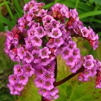Bergenia sercolistna 'Rotblum' Różowa Zimozielona (Bergenia cordifolia) 2L